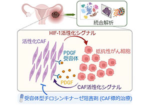 難治性卵巣がんの治療抵抗性を引き起こす細胞間の協調作用を発見～「がん関連線維芽細胞」を標的とした新しい治療法開発に期待～