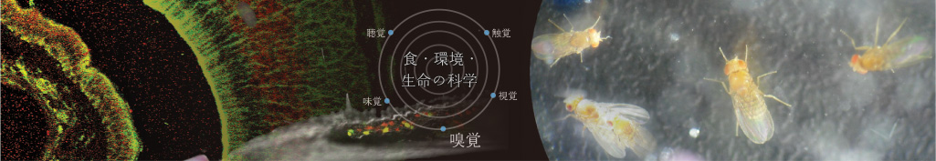 ERATO　東原化学感覚シグナルプロジェクト　Touhara Chemosensory Signal Project