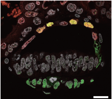 カニクイザルの始原生殖細胞は羊膜で形成される ～霊長類における精子・卵子の起源と形成機構の解明～