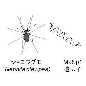 光合成細菌がクモ糸を作る