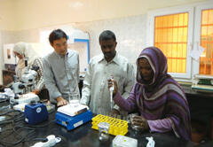 Japanese knowledge regarding Striga being passed on to Sudanese researchers at a laboratory established by the project in the Sudan University of Science and Technology