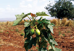 Jatropha seeds hold great promise as biofuel