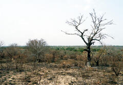 When trees are cut down to produce firewood and charcoal, the land is left devastated. Similar practices are a serious problem in various parts of Africa.