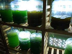 Large scale culture of algae