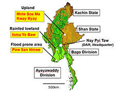 The targeted local cultivars for rice improvement depend on various non-irrigated areas, such as upland, rainfed-lowlands, and flood-prone area of Myanmar