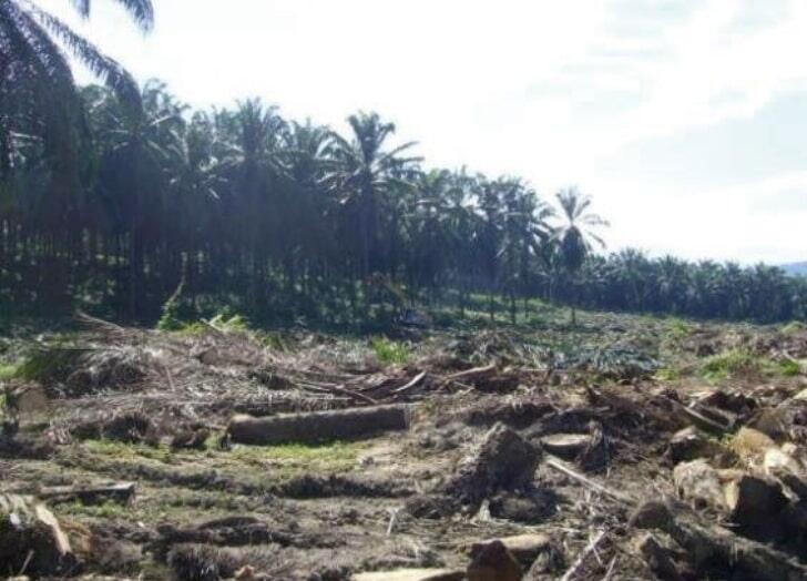 伐採後のオイルパーム古木は農園に放置され、土壌病原菌の蔓延など、土壌環境へ深刻な影響を与えるとされる