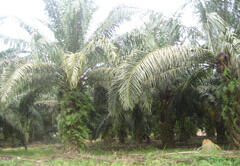 Palm oil plantations can produce over 5 tons of palm oil per hectare each year. Careful management is needed to protect the surrounding environment.