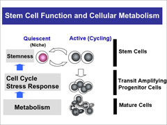 Investigating the mechanisms of cellular metabolism in regulating stem cell functions