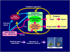 Molecular basis of metabolic regulation by nutrient signals in plants