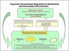 Metabolism-based Regulation of Organelle Homeostasis and Cell Function