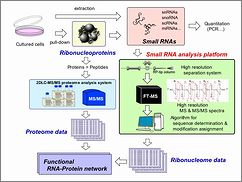 Development of mass spectrometry-based analytical platform of small RNAs