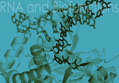 RNA and Biofunctions