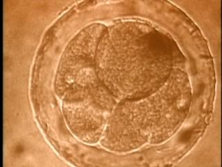 インタラクションとコミュニケーション〜主観の客観科学を目指して〜