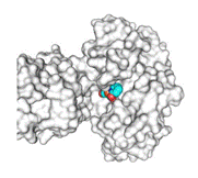Reconstitution of active semi-synthetic [Fe]-hydrogenase