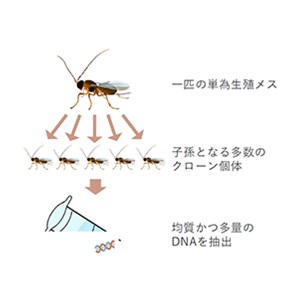 巧みな生存戦略を持つ寄生蜂の全ゲノム配列解読に成功