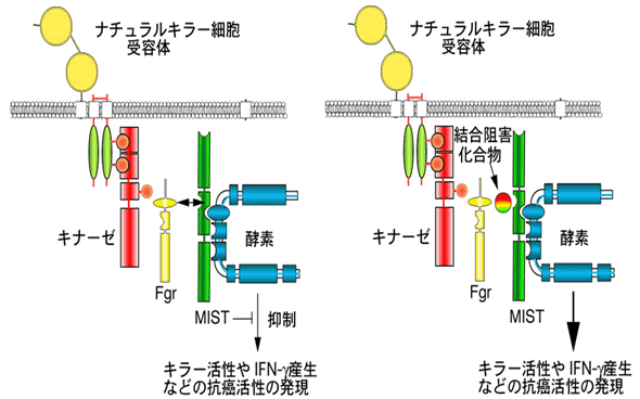 図２