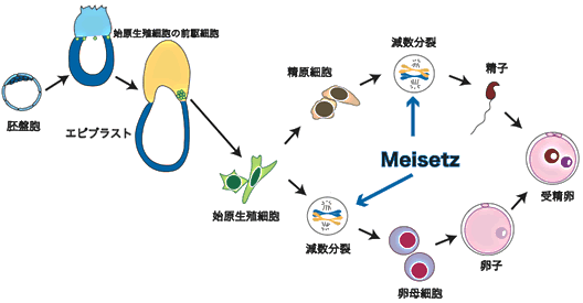 図１　生殖細胞の発生・分化