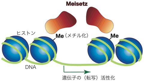 図３　ヒストンのメチル化による遺伝子の活性化