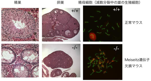 図４　Meisetz遺伝子欠損マウスにおける生殖細胞の異常