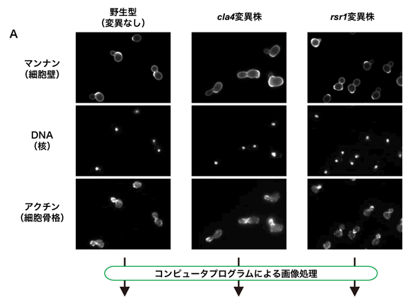 図１．出芽酵母の顕微鏡写真と画像解析A