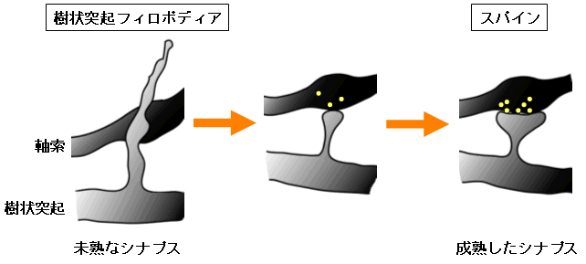 図１　シナプス成熟に伴う樹状突起フィロポディアからスパインへの形態変化