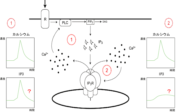 （図１）カルシウムスパイク生成における２つの正のフィードバック制御仮説