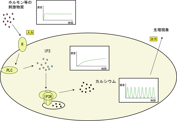 （図６）今回の研究で明らかになった細胞内での情報の変換の様子（模式図）