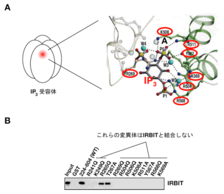 図３　アービット（IRBIT）はIP3と共通のアミノ酸を認識してIP3受容体と結合する