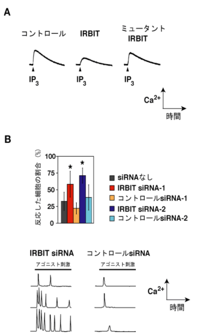 図４　アービット（IRBIT）はIP3受容体の活性を抑制する