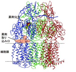 図１ AcrB薬剤複合体の立体構造