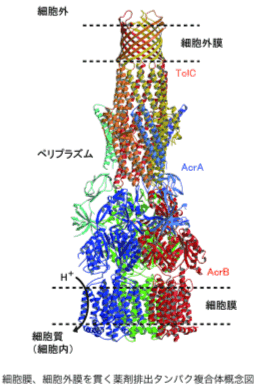 図４ 細胞に存在する薬剤排出分子複合体の立体構造概念図