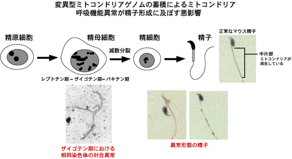 図4 変異型ミトコンドリアゲノムの蓄積によるミトコンドリア呼吸機能異常が精子形成に及ぼす悪影響