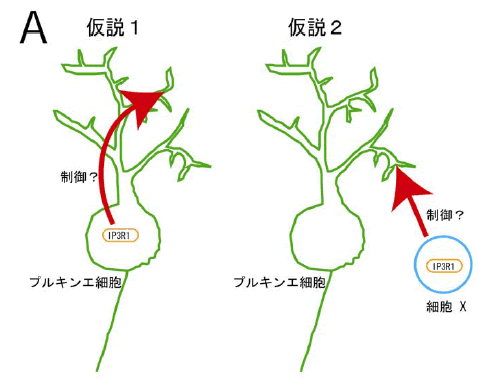 図３ プルキンエ細胞以外の細胞にあるIP３R1 によるプルキンエ細胞樹状突起伸展の制御