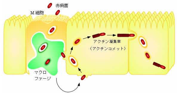 図１　赤痢菌の感染過程