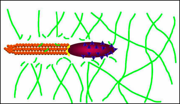 図４　微小管ネットワークを破断することでスムーズに細胞内を運動する赤痢菌