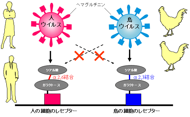 図２(b)インフルエンザウイルスのレセプター特異性の違い