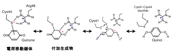 図４　ジスルフィド結合の反応スキーム