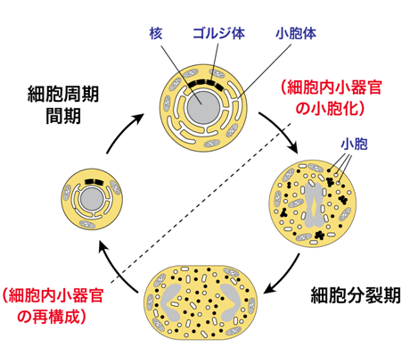 小 器官 細胞