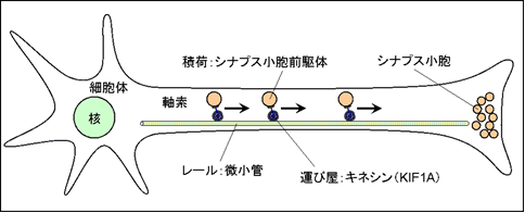 図１