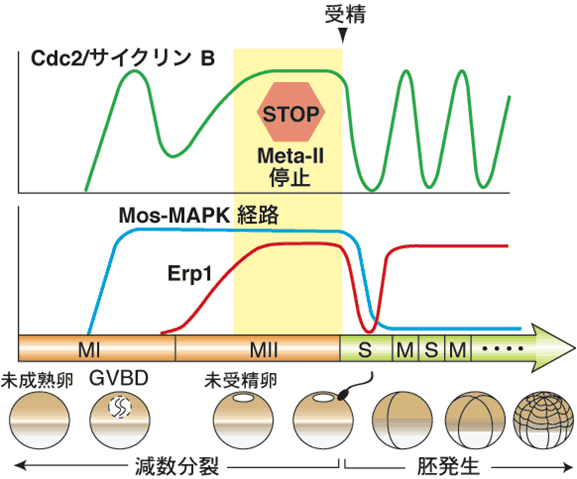 図１．アフリカツメガエル卵の減数分裂期および受精後におけるCdc2/サイクリンB複合体、Mos-MAPK経路、Erp1の発現パターン