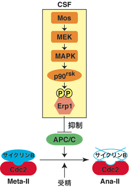 図３．CSFによる『Meta-II停止』の分子経路