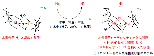 ヒドロゲナーゼの水素活性化状態のモデル