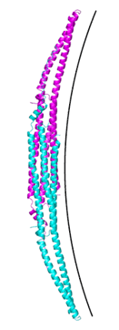 図3　FBP17のEFCドメインの立体構造