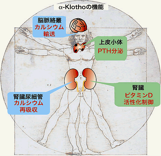 図3　alpha-Klothoはカルシウム代謝の司令塔であることがわかった