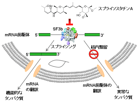 図3　スプライソスタチンAの標的であるスプライシング因子SF3bの機能