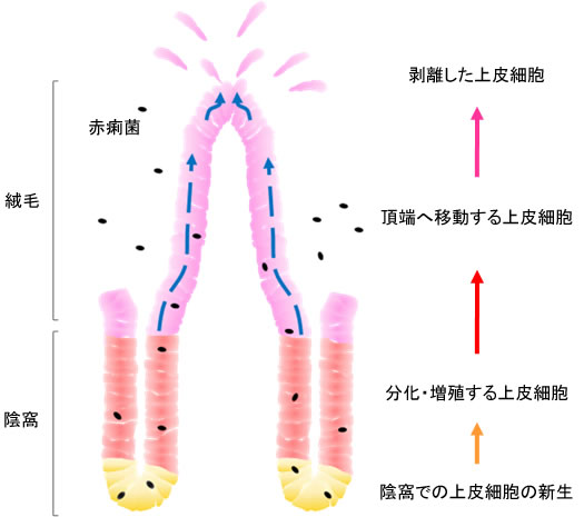 図２　赤痢菌による腸管上皮細胞の寿命延長