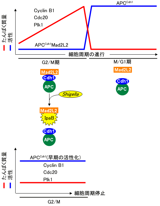 図６　IpaBたんぱく質による細胞周期進行の調節