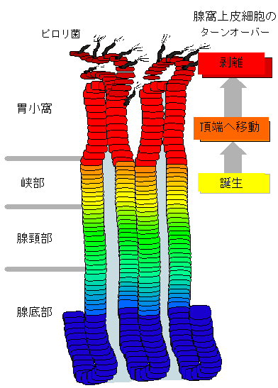 図1 ピロリ菌の感染と胃上皮細胞