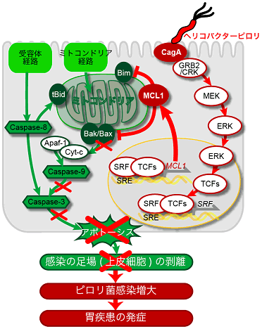 図5　ピロリ菌CagAたんぱく質によるアポトーシスの抑制