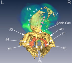 図3：第6鰓弓動脈の変化（受精後11.5 日目）